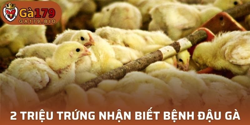 2 triệu trứng nhận biết bệnh đậu gà