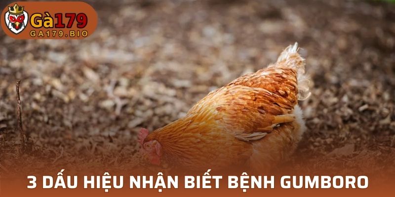 3 dấu hiệu bệnh Gumboro
