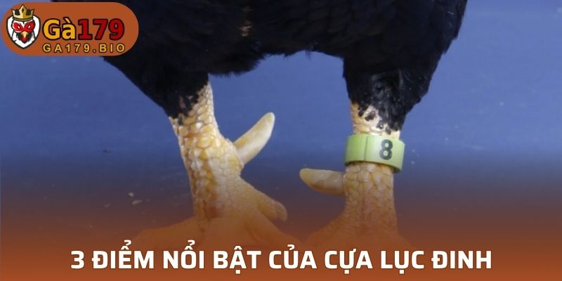 3 điểm nổi bật của cựa Lục Đinh