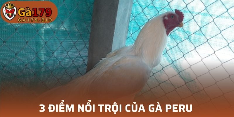 3 điểm nổi bật gà Peru 