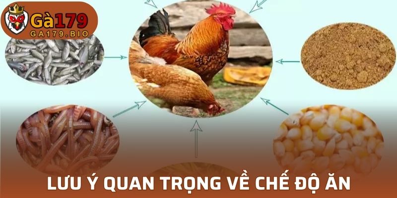 3 lưu ý quan trọng về chế độ ăn cho gà