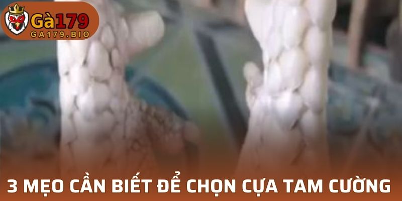 3 mẹo cần biết để chọn cựa Tam Cường 