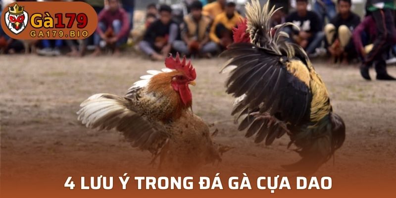 4 lưu ý trong đá gà cựa dao