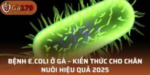 Bệnh E.coli ở gà