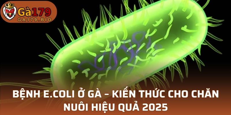 Bệnh E.coli ở gà