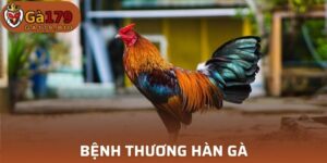 Bệnh thương hàn gà