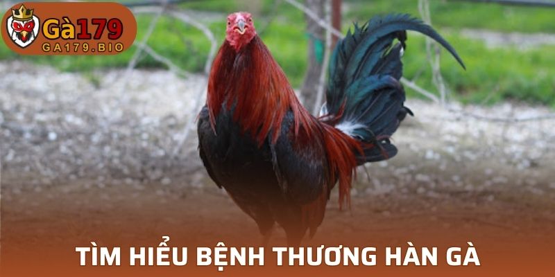 Bệnh thương hàn gà tìm hiểu