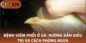 Bệnh viêm phổi ở gà