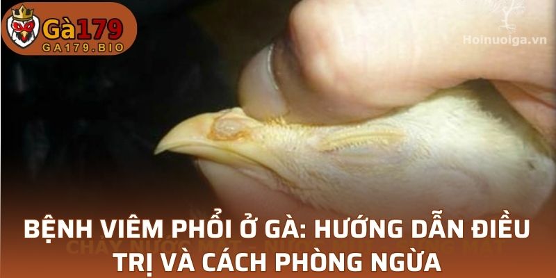 Bệnh viêm phổi ở gà
