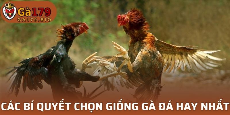 Các bí quyết chọn giống gà đá hay nhất