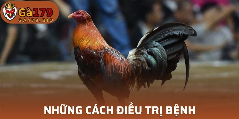 Các cách điều trị bệnh thương hàn gà