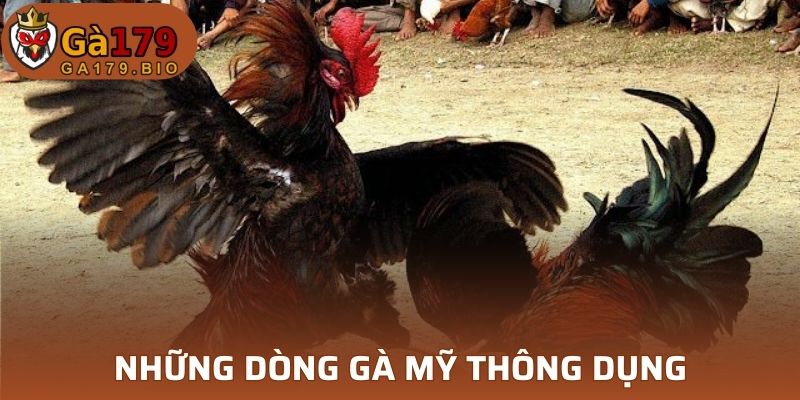 Các dòng Gà Mỹ