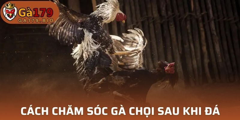 Cách chăm sóc gà chọi sau khi đá