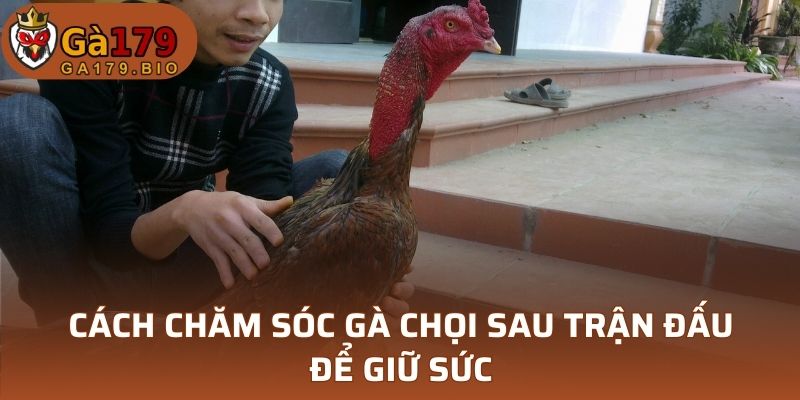Cách chăm sóc gà chọi sau trận đấu để giữ sức