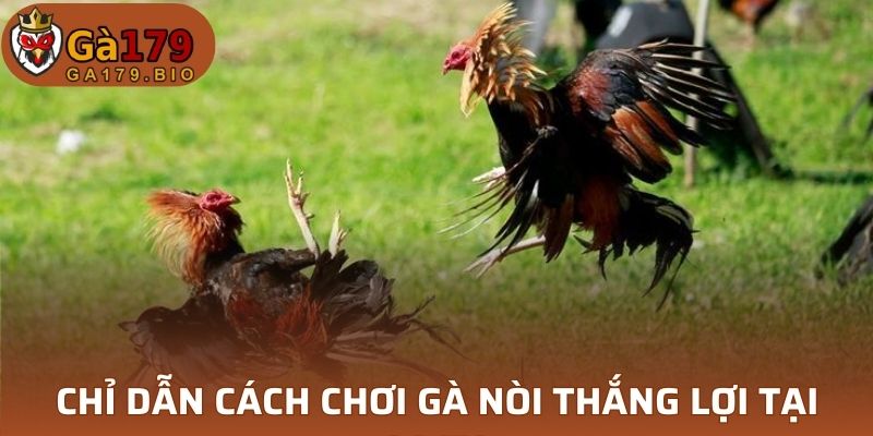 Cách chơi gà Nòi hiệu quả