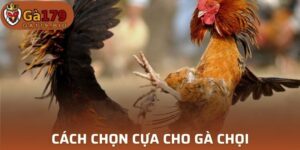 Cách chọn cựa cho gà chọi