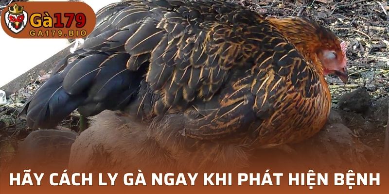 Hãy cách ly gà khi bị bệnh