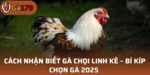 Cách nhận biết gà chọi linh kê