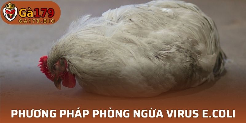 Cách phòng ngừa bệnh E.coli