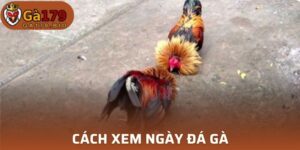 Cách xem ngày đá gà