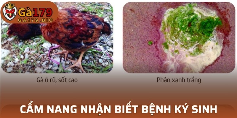 Cẩm nang nhận biết nhanh bệnh ký sinh ở gia cầm 