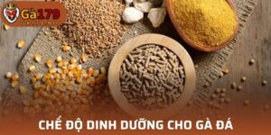 Chế độ dinh dưỡng cho đá gà
