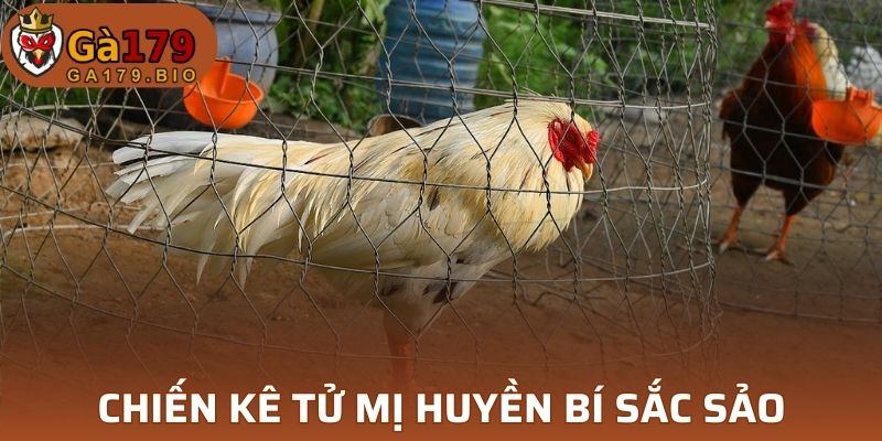 Chiến kê tử mị huyền bí nhưng cực kỳ sắc sảo