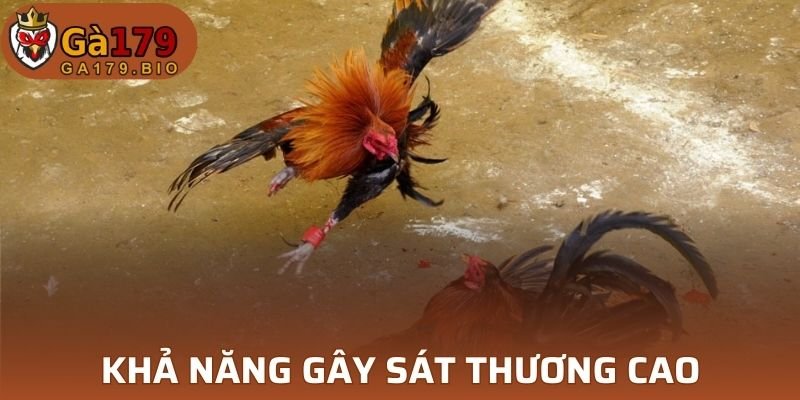 Cựa có khả năng gây sát thương cao