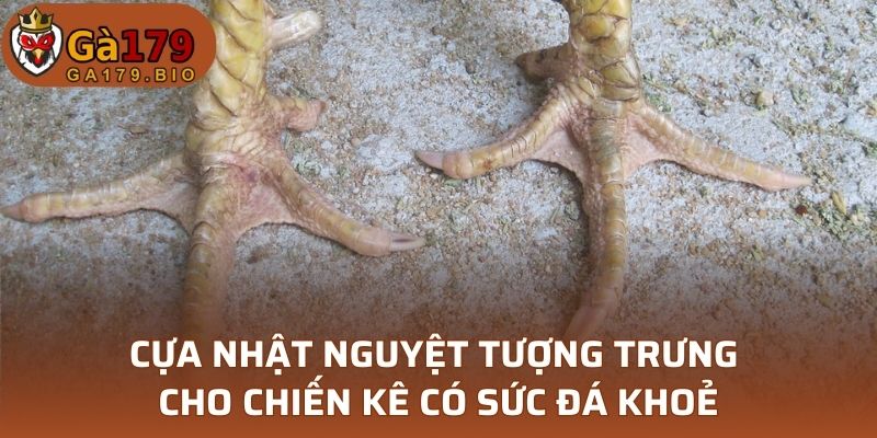 Cựa nhật nguyệt tượng trưng cho chiến kê có sức đá khoẻ