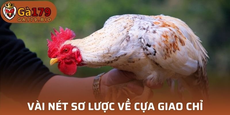 Cựa nổi bật bởi thiết kế độc đáo 