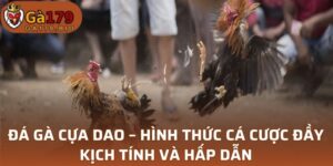 Đá Gà Cựa Dao