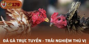 Đá Gà Trực Tuyến