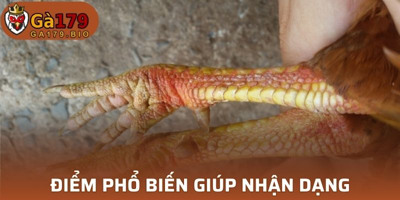 Đặc điểm nhận biết loại vảy