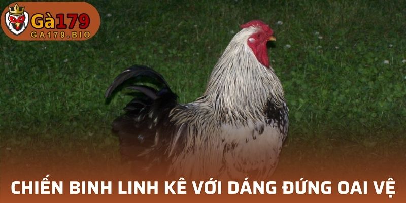 Dáng đứng oai vệ