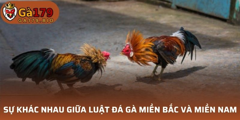 Điểm khác nhau giữa luật đá gà miền Bắc và miền Nam
