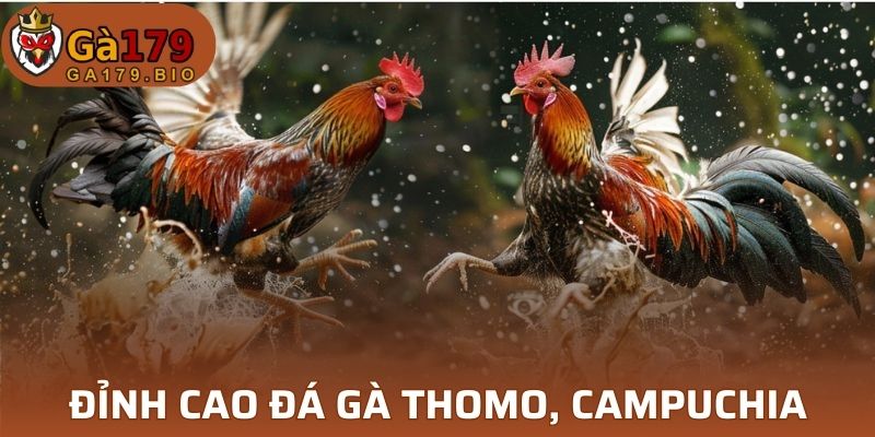 Đỉnh cao đá gà Thomo, Campuchia tại GA179