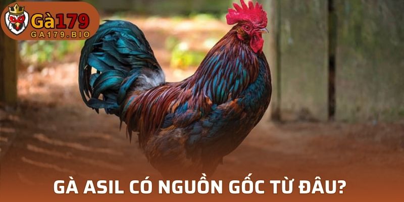 Gà Asil có nguồn gốc từ đâu? 