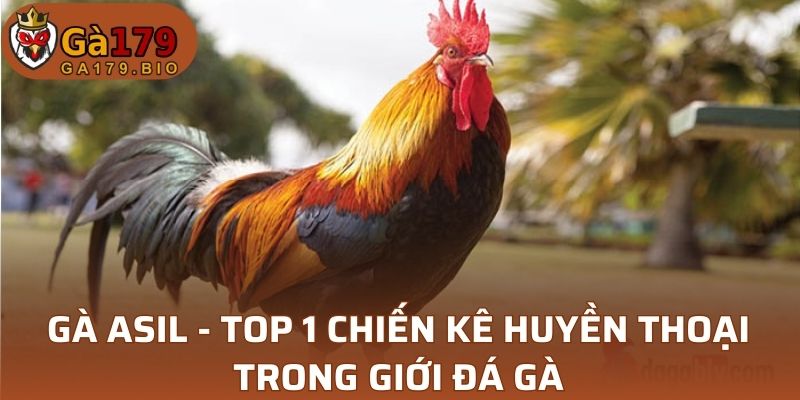 Gà Asil