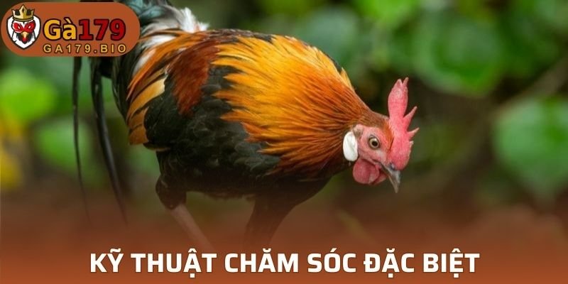 Gà cần được nuôi trong môi trường khô ráo