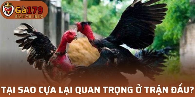 Gà có cựa phù hợp thường sở hữu lối đá mạnh mẽ