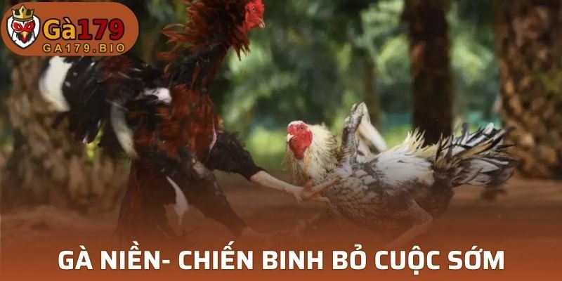 Gà niền là chỉ chiến kê dễ bỏ cuộc