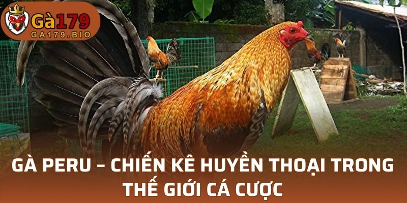 Gà Peru