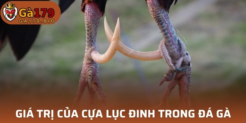 Giá trị của cựa Lục Đinh