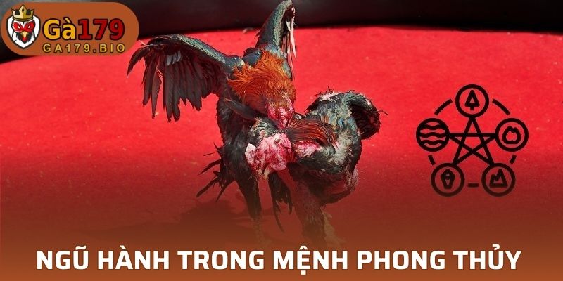 Giải thích ý nghĩa hấp dẫn của ngũ hành trong chọi kê