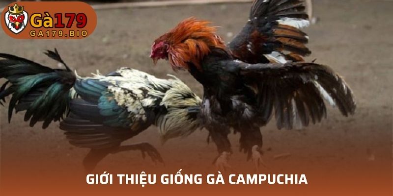 Giới thiệu gà Campuchia