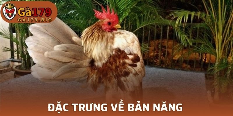 Giới thiệu về bản năng của giống Serama