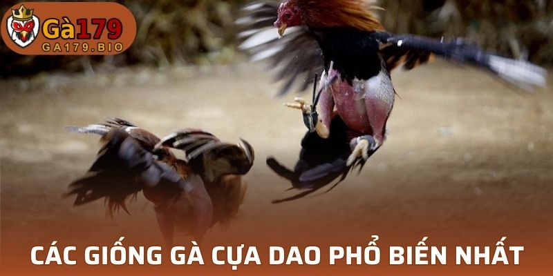 Giống gà cựa dao phổ biến