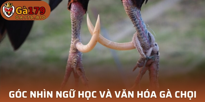 Góc nhìn ngữ học và văn hóa gà chọi