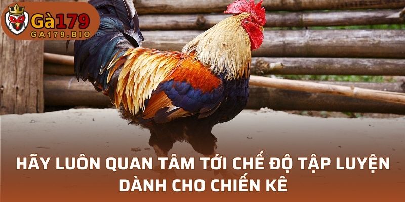 Hãy luôn quan tâm tới chế độ tập luyện dành cho chiến kê