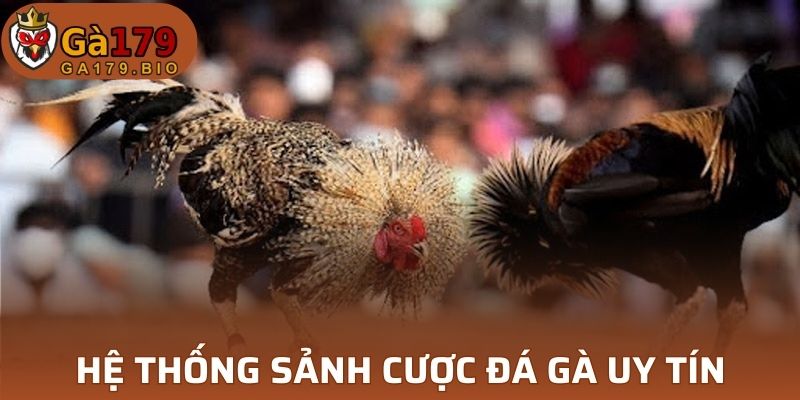 Hệ thống sảnh cược đá gà uy tín, độc đáo và chuyên nghiệp